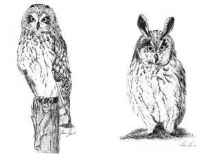 Owl Illustrations