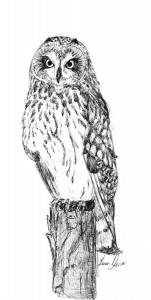 Pen Illustration