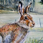 'O Mulconry Irish Hare